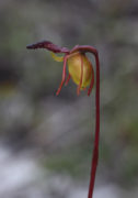 Paracaleana nigrita - Flying Duck Orchid