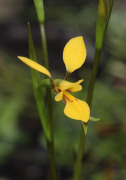 Diuris pauciflora - Swamp Donkey Orchid