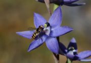 Thelymitra petrophila - Granite Sun Orchid