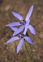 Pheladenia Blue Fairy Orchid