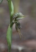 Pterostylis picta - Painted Rufous Greenhood