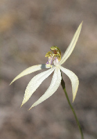 Praecoxanthus Leafless Orchid