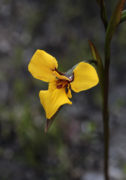 Diuris purdiei - Purdie's Donkey Orchid