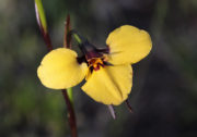 Diuris purdiei - Purdie's Donkey Orchid