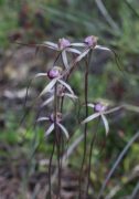Caladenia radialis - Drooping Spider Orchid