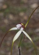 Caladenia longicauda subsp. redacta - Tangled White Spider Orchid