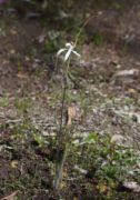 Caladenia longicauda subsp. redacta - Tangled White Spider Orchid
