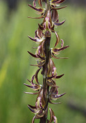 Prasophyllum regium - King Leek Orchid