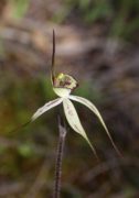 Caladenia x exoleta - Wasp Orchid