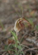 Pterostylis rogersii - Curled-tongue Shell Orchid