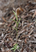 Pterostylis rogersii - Curled-tongue Shell Orchid