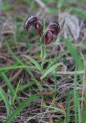 Pterostylis arbuscula - Mallee Banded Greenhood