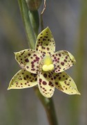 Thelymitra sargentii - Freckled Sun Orchid