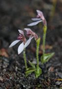 Eriochilus scaber - Pink Bunny Orchid