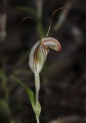 Pterostylis scabra - Green-veined Shell Orchid