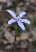 Cyanicula sericea - Silky Blue Orchid