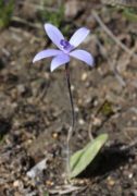 Cyanicula secicea - Silky Blue Orchid