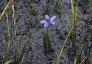 Cyanicula secicea - Silky Blue Orchid