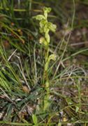 Pterostylis sinuata - Northampton Midget Greenhood
