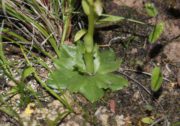 Pterostylis sinuata - Northampton Midget Greenhood