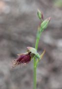 Calochilus sp. 'Boyup' - Boyup Beard Orchid