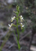 Prasophyllum sp. Brookton Hwy - Rare Leek Orchid