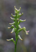 Prasophyllum sp. Brookton Hwy - Rare Leek Orchid