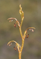 Spiculaea Elbow Orchid