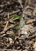 Thelymitra spiralis - Curly Locks