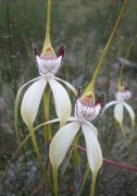 Caladenia splendens - Splendid Spider Orchid