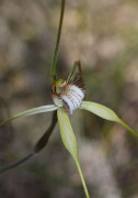 Caladenia swartsiorum - Island Point Spider Orchid