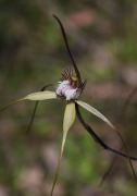 Caladenia swartsiorum - Island Point Spider Orchid