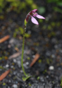 Eriochilus tunuis - Slender Bunny Orchid