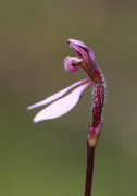 Eriochilus tunuis - Slender Bunny Orchid