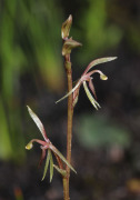 Cyrtostylis tenuissima - Gnat Orchid