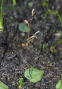 Cyrtostylis tenuissima - Gnat Orchid