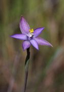 Thelymitra uliginosa - Southern Curly Locks