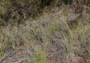 Thelymitra uliginosa - Southern Curly Locks