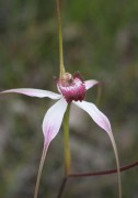 Caladenia longicauda x - Unknown hybrid