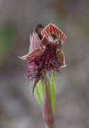 Calochilus uliginosus - Swamp Beard Orchid