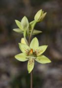 Thelymitra villosa - Custard Orchid