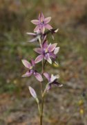 Thelymitra villosa x petrophila - Blue Custard Orchid