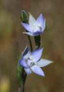 Thelymitra vulgaris - Slender Sun Orchid