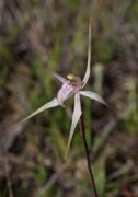 Caladenia x enigma - Enigmatic Spider Orchid
