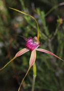 Caladenia applanata - Broad-lipped Spider Orchid