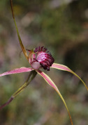 Caladenia applanata - Broad-lipped Spider Orchid