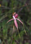 Caladenia arenicola - Carousel Spider Orchid