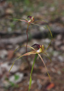 Caladenia brownii - Karri Spider Orchid