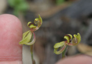 Caladenia bryceana - Dwarf Spider Orchid