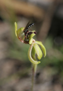 Caladenia bryceana - Dwarf Spider Orchid